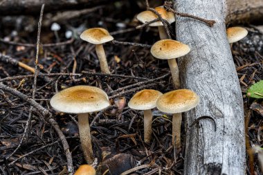 Bir Holoma Mantarının Meyveli Vücutları