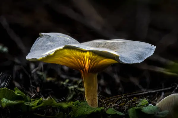 Glowing Mushroom on the Forest Floor