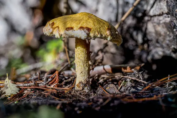 Idaho 'daki Ormanda Suillus Mantarı