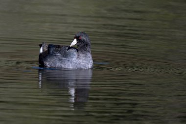 Bir Gölette Amerikan Coot (Fulica americana)