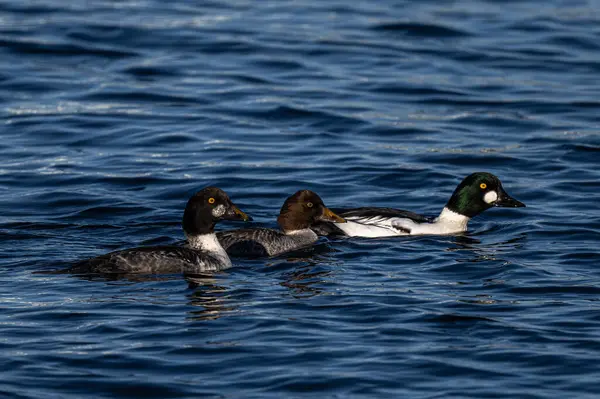 Puget Sound 'da yaygın olarak kullanılan Goldeneye (Bucephala clurla)