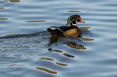 Erkek Orman Ördeği (Aix sponsa) Idaho 'da bir gölde