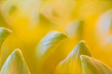 Hardy Garden 'ın Makro Fotoğrafı Anne (Kasımpatı x Morifolium) Yaprakları