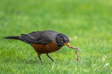 Amerikalı Robin (Turdus migratorius) Solucan avı