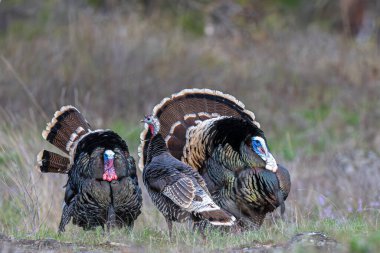 Erkek Vahşi Hindiler (Meleagris Dörtnala) Plumage 'lerini gösteriyorlar