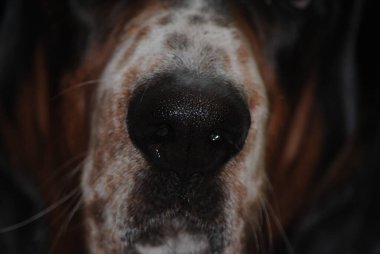 Bassett Hound Puppy 'nin ıslak burnuna odaklan. Döküm detaylarını gösteriyor..