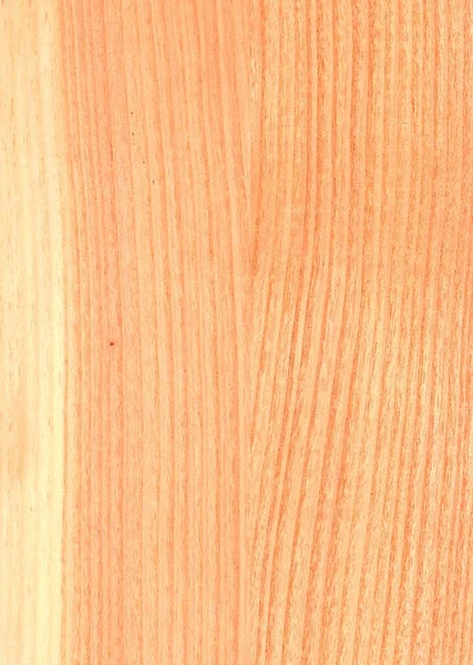 Honey Locust Wood Color Sample Beautiful Wood Grain Gleditsia Triacanthos — Stock Photo, Image