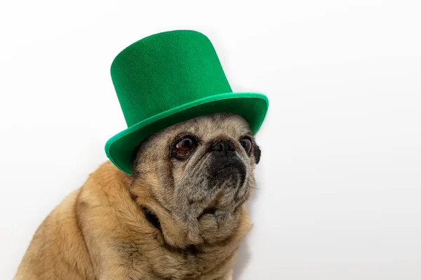 stock image St. Patrick's Day. Pug dog in a leprechaun hat on a white background. St Patricks day pug puppy dog sitting down with green top hat 