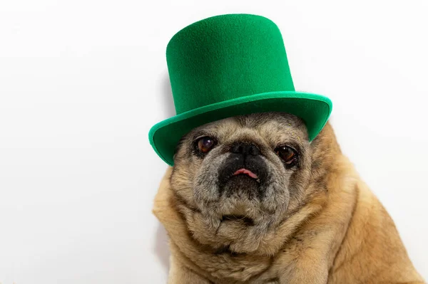St. Patrick\'s Day. Pug dog in a leprechaun hat on a white background. St Patricks day pug puppy dog sitting down with green top hat
