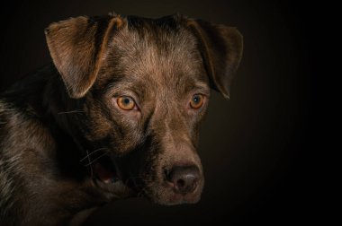 Siyah arka planda bir köpeğin dramatik portresi. Esmer arka planda sevimli kahverengi köpek.