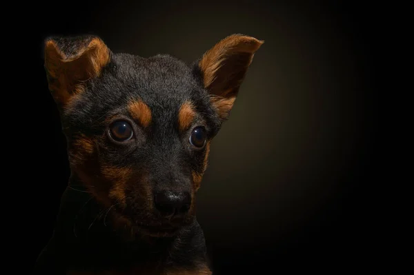 Портрет Маленькой Собаки Черном Фоне Одинокая Собака Темноте — стоковое фото