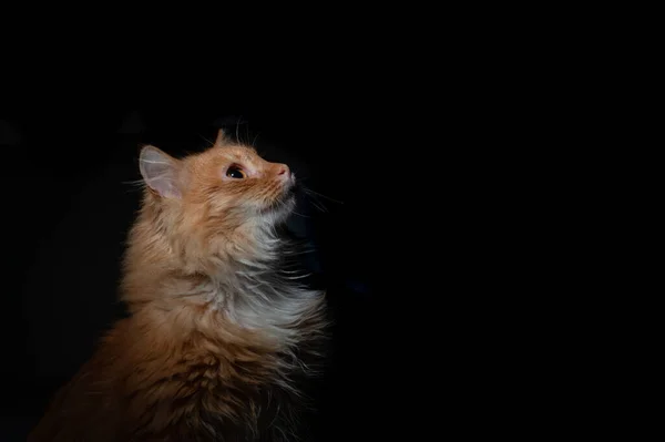 Dramatiskt Porträtt Röd Katt Svart Bakgrund Dramatiskt Porträtt Ingefära Katt — Stockfoto
