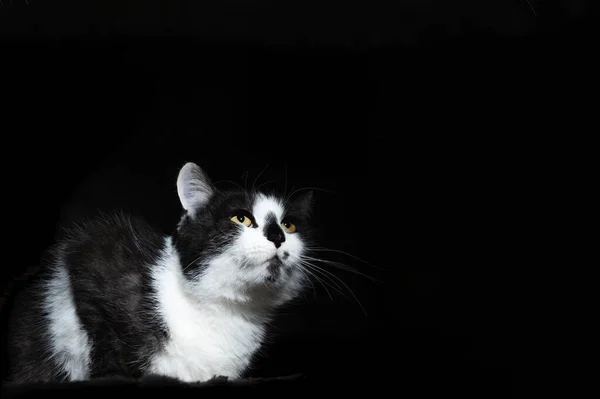 Dramatic portrait of a cat on black background. Dramatic looking portrait of black and white cat