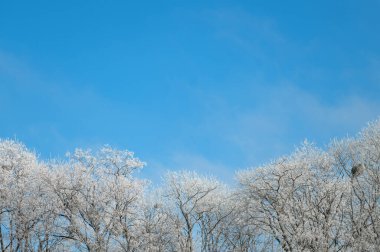 Mavi gökyüzüne karla kaplı ağaçların tepeleri. Kış konsepti
