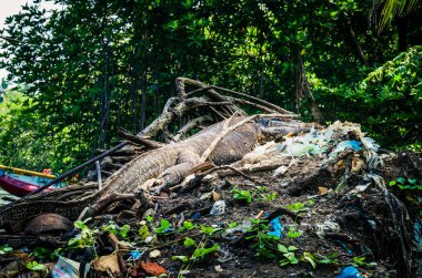 Çöplükte dev bir kertenkele. Komodo ejderhası çöp sahasında.
