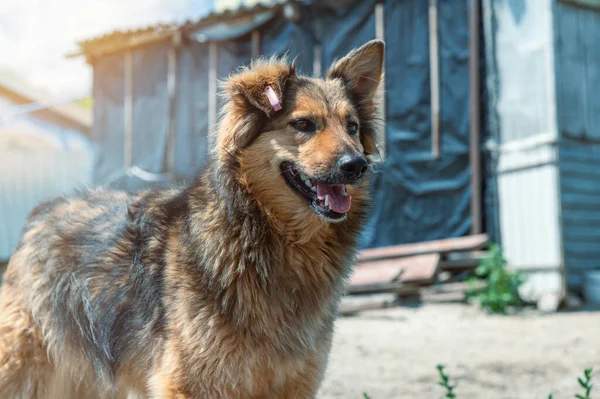 Hund Djurhem Väntar Adoption Porträtt Hemlös Hund Djurskyddsbur Kennelhundar Låsta — Stockfoto