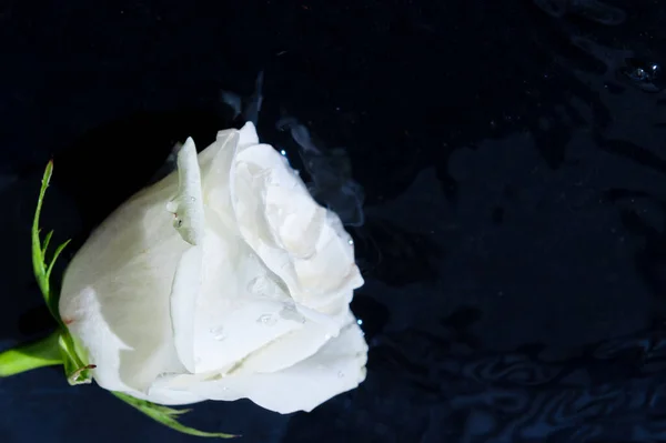Υγρό Λουλούδι Από Λευκό Τριαντάφυλλο Λευκό Τριαντάφυλλο Στο Νερό Αντίγραφο Royalty Free Φωτογραφίες Αρχείου
