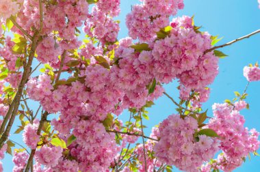 Sakura çiçekleri mavi gökyüzüne yakın çekim yapar. Kiraz çiçeği sakura çiçek açıyor. Bahar mevsiminde tamamen çiçek açar