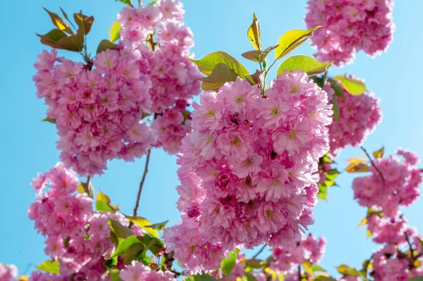 stock image Sakura flowers close-up against the blue sky. Cherry blossom sakura blooming. Full bloom in spring season