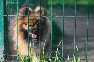 Hayvan barınağındaki köpek evlat edinilmeyi bekliyor. Hayvan barınağındaki evsiz köpek portresi. Köpek kulübeleri kilitli.