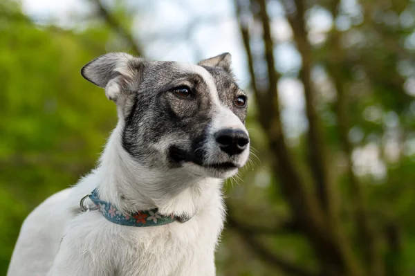 Porträtt Byracka Naturen Närbild Foto Bedårande Hund — Stockfoto