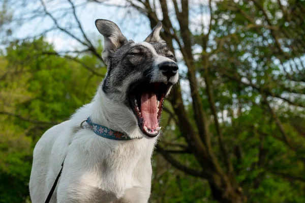Gråtande Hund Porträtt Byracka Naturen Närbild Foto Bedårande Hund — Stockfoto