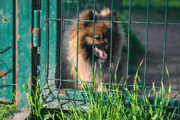 stock image Dog in animal shelter waiting for adoption. Portrait of homeless dog in animal shelter cage. Kennel dogs locked