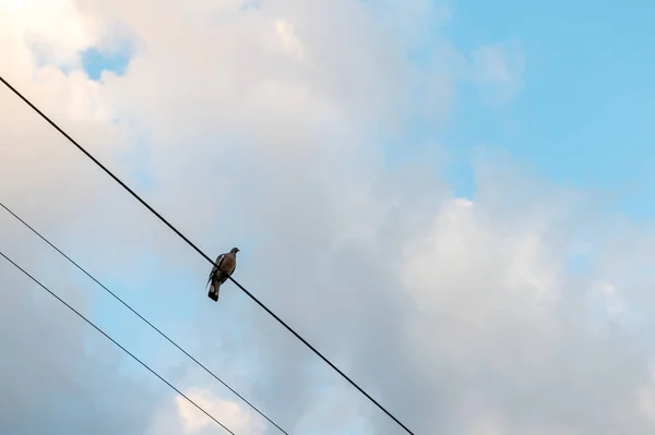 Taube Sitzt Auf Stromleitung Taube Sitzt Auf Einer Hochspannungsleitung Vogel — Stockfoto