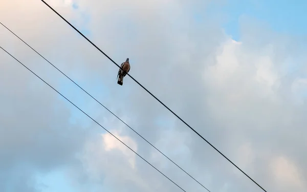 Taube Sitzt Auf Stromleitung Taube Sitzt Auf Einer Hochspannungsleitung Vogel — Stockfoto