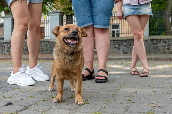 レッドストレイドッグ屋外 無関心な人々に対して路上に立っている赤いホームレスの犬 — ストック写真