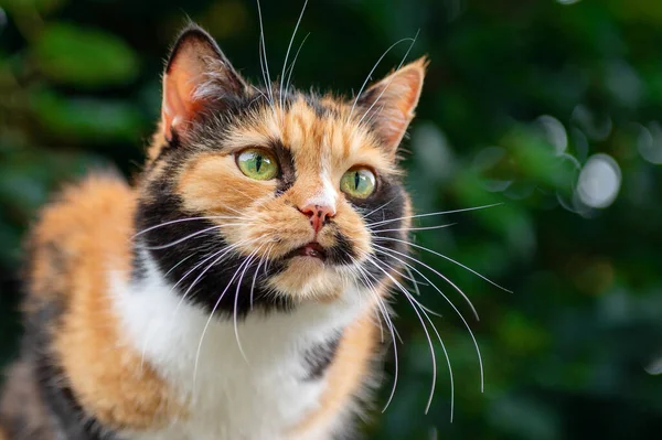 stock image Red cat close up portrait. Beautiful orange and black cat with green eyes