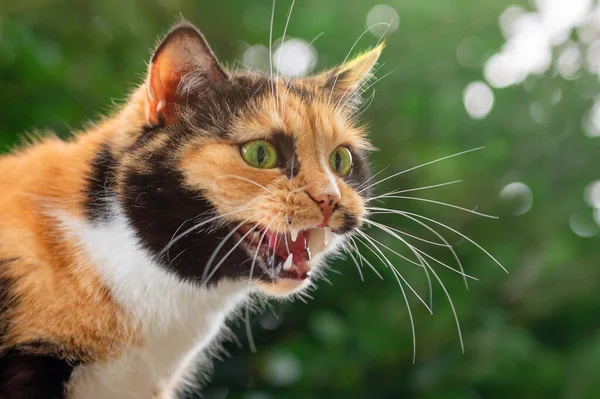 Czerwony Kot Bliska Piękny Pomarańczowy Czarny Kot Zielonymi Oczami — Zdjęcie stockowe
