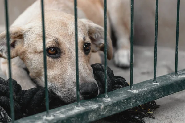 A dog in an animal shelter is waiting for adoption. Sad dog behind the fence. Homeless dog behind bars in an animal shelter. Dog kennel is closed