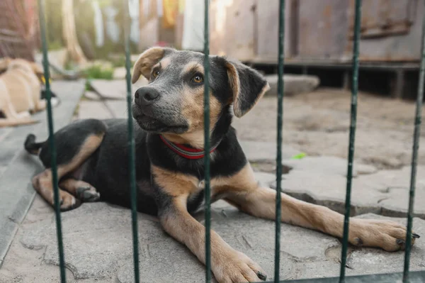 Perro Refugio Animales Está Esperando Adopción Triste Perro Detrás Valla Fotos de stock