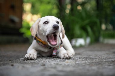 Beyaz labrador köpeği dışarıda dinleniyor. Tatlı beyaz köpek. Beyaz Labrador Retriever yaz günü yalan söylüyor
