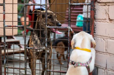 Hayvan barınağında bir köpek evlat edinilmeyi bekliyor. Çitin arkasındaki üzgün köpek. Hayvan barınağında parmaklıklar ardında evsiz bir köpek. Köpek kulübesi kapalı.