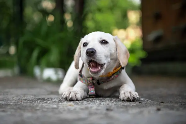 Vit Labrador Valp Vilar Utomhus Söt Vit Hund White Labrador — Stockfoto
