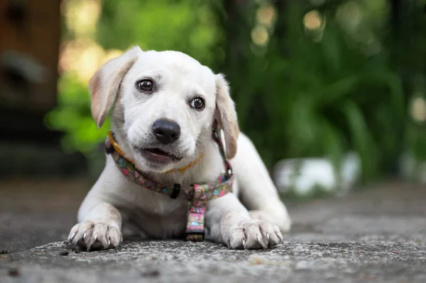 Vit Labrador Valp Vilar Utomhus Söt Vit Hund White Labrador — Stockfoto