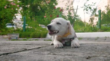 Beyaz köpek dışarıda yiyor. Beyaz genç köpek kemikleri yakından çiğniyor. Tatlı beyaz labrador yavrusu.