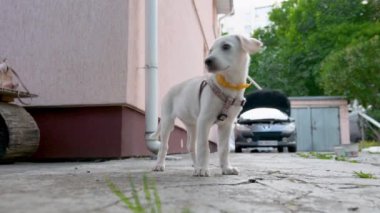 Meraklı köpek sahibinin bakınmasını bekliyor. Yalnız beyaz köpek yavrusu sahibini bekliyor. Tatlı beyaz labrador yavrusu.