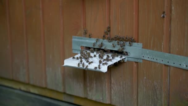 Arılar Kovanın Etrafını Sarıyorlar Arılar Kovanlara Girip Çıkıyorlar Arıcılık — Stok video