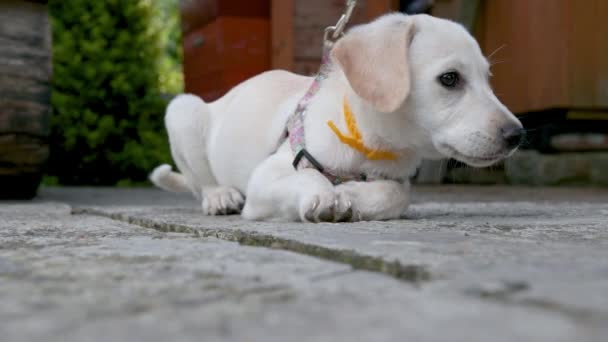 Meraklı Köpek Sahibinin Bakınmasını Bekliyor Yalnız Beyaz Köpek Yavrusu Sahibini — Stok video