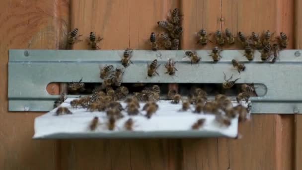 蜂群簇拥着蜂房近旁 蜜蜂在蜂窝中和蜂窝周围爬进洞口 养蜂业 — 图库视频影像