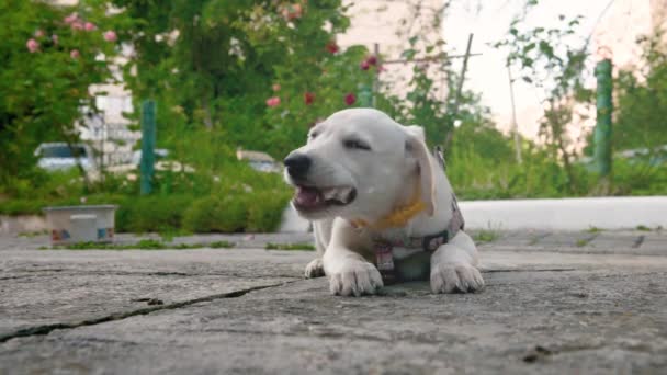Bílé Štěně Venku Bílý Mladý Pes Žvýká Zblízka Kost Roztomilé — Stock video