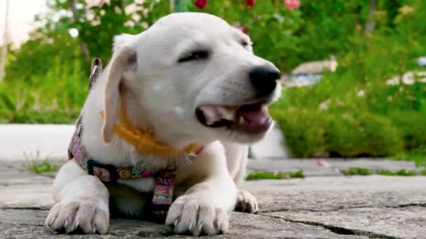 Biały Szczeniak Świeżym Powietrzu Biały Młody Pies Przeżuwa Kość Bliska — Wideo stockowe
