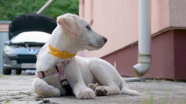 Curioso Perro Está Esperando Dueño Mirando Alrededor Cachorro Blanco Solitario — Vídeos de Stock