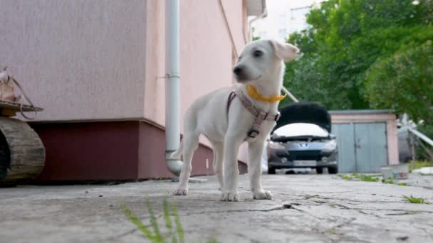 好奇的狗在等着主人回头看 寂寞的白色小狗在等着主人 可爱的白色拉布拉多小狗 — 图库视频影像
