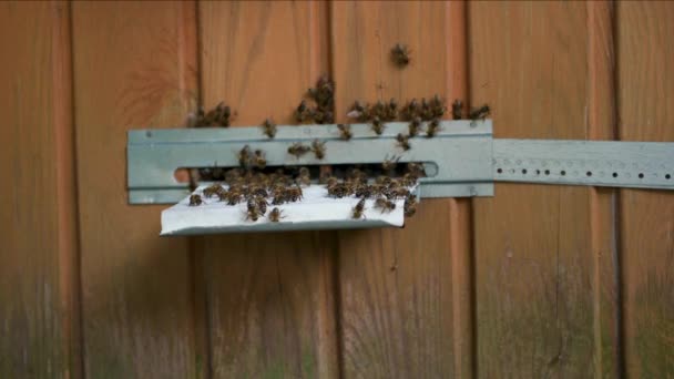 Kolem Úlu Rojí Včely Včely Plazí Sem Tam Štěrbině Vchodu — Stock video