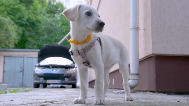 好奇心旺盛な犬が周りを見ているオーナーを待っています 孤独な白い子犬が所有者を待っています 可愛いですホワイトラブラドール子犬 — ストック動画