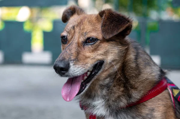 Renrasig Röd Hund Porträtt Röd Hund Utomhus Vacker Tamhund — Stockfoto